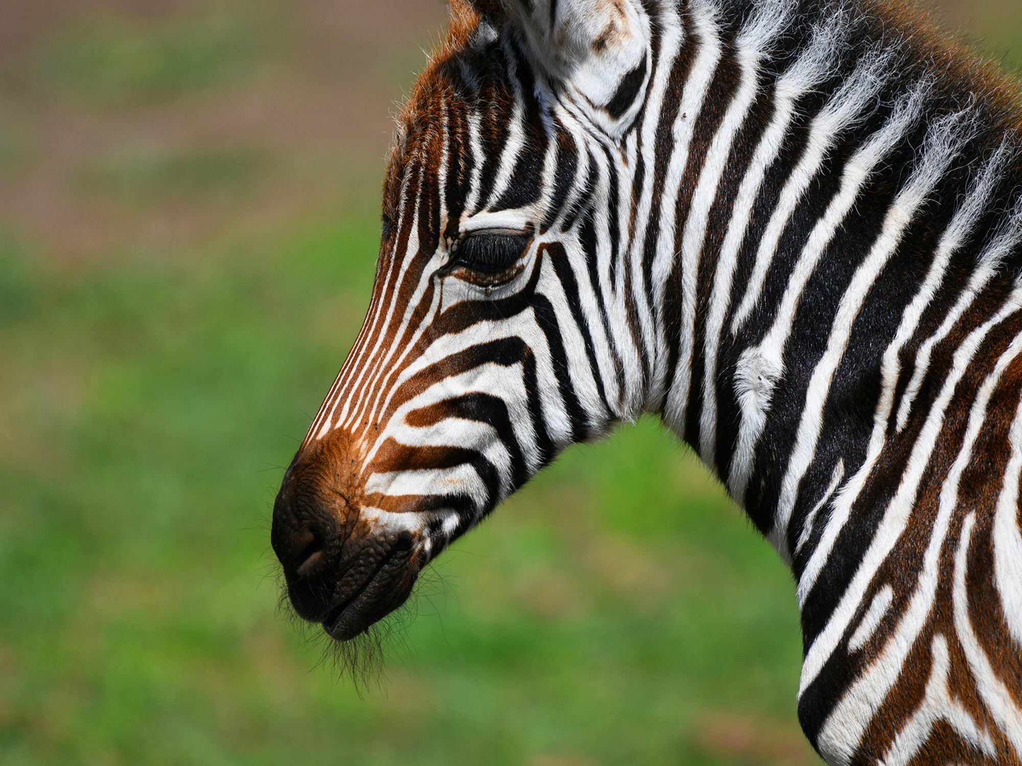 Serengeti Safari Lodge Bagian luar foto